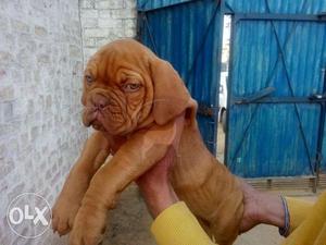 Franch POI mastiff BIGs male puppies best price B