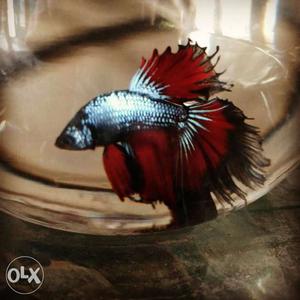 Full moon BETTA FISH only 200 per piece awesome