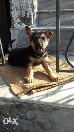 German Shepherd Male Puppy 2 months old pure breed