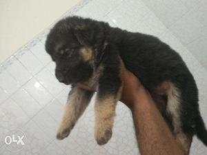 German Shepherd Puppy