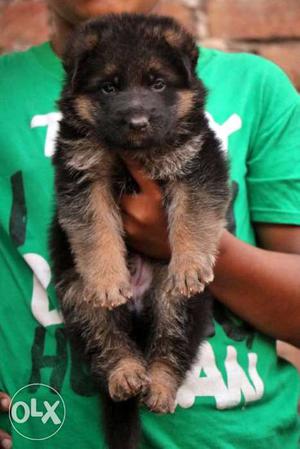 German Shepherd cute puppies for sell at best