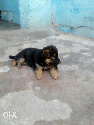 German shepherd dog is perfect breed for sell