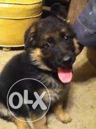 German shepherd puppy pups available