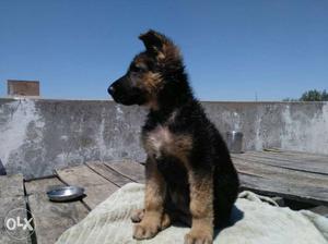German shepherd pure breed puppy. double coated