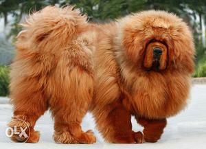 Go kennel in China Best qualify Big Head Tibetan mastiff