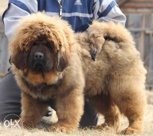 Go kennel in Super China Tibetan mastiff Pups available on