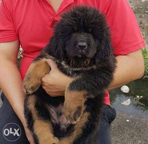 Go kennel in Tibetan mastiff puppie Imported nice goodblood