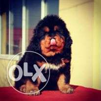 Go kennel in Tibetan mastiff puppy gud male very best