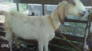Goat jamunapyari cross 1.5 ltre 2 kids. pala