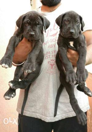 Greatdane quality female puppys available and all