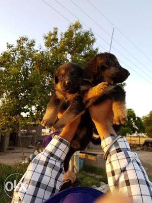 Gsd male pupes age 25days