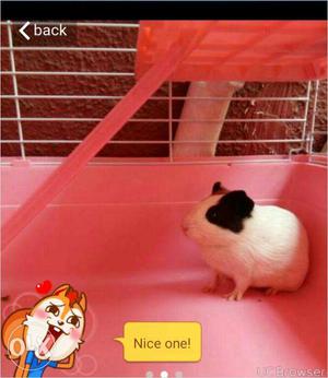 Guinea pig available 500 its very freely with