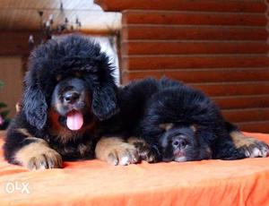Happy kennel at Best BEST Tibetan Mastiff Puppy male and