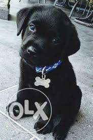 Healthy Labrador black pups with paper call now