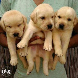 Healthy golden and black labrador puppies available