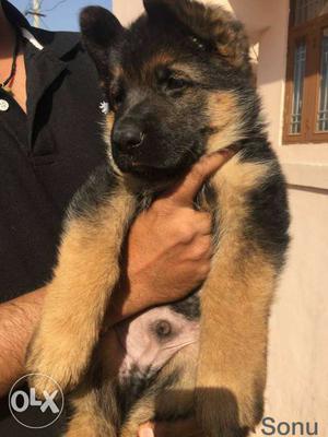Heavy boan German Shepherd puppies available