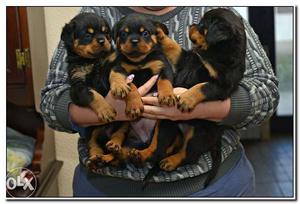 High Blood POI Line Rottweiler BIGs Male and Female B