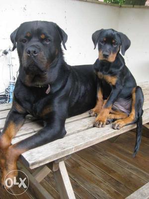 High JKJ Quality and sUIP heavy bone Rottweiler male and B