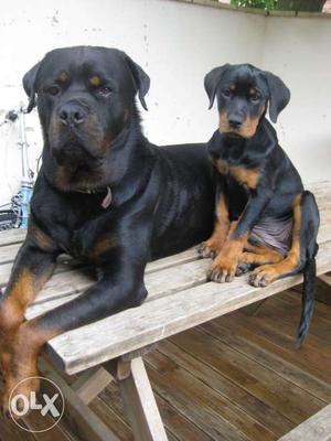 High TOY Quality and TOPs heavy bone Rottweiler male and B