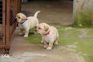 I want a female lab. plz contact me if you have