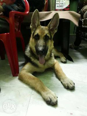 I want to sale my gsd male