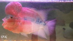 I want to sell my flower horn fish 10 inch