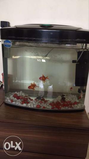 Imported Fish tank with filter