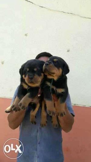 Khatri's quality Rottweiler puppies available