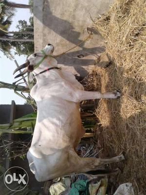 Krishna cow 8months of pregnency