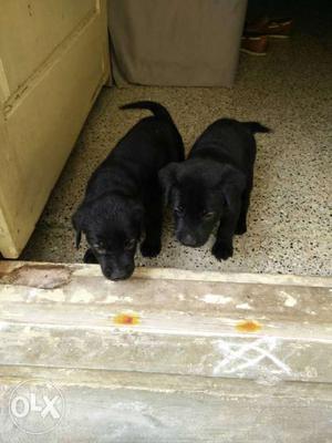 Lab double boned puppy hyper active puppy for sale