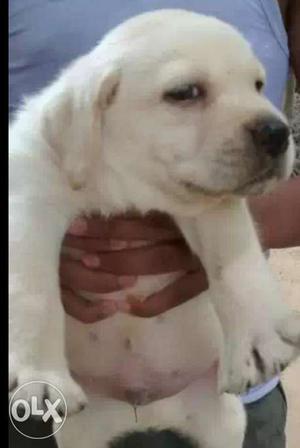 Lab pappy male an female sell