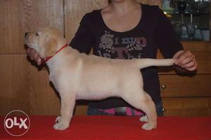 Labrador BM male pup LIKEs pure white B