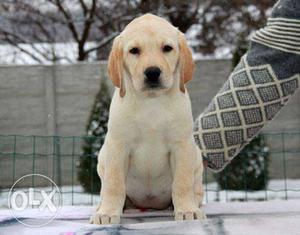 Labrador BM puppies LIKEs good and healthy pure breed B
