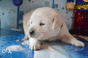 Labrador JKJ normal sUIP quality 1 male only  in jaipur