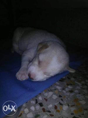 Labrador female crossbreed, Cute..