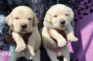 Labrador puppy at a low price 