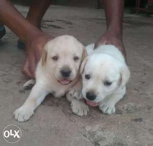 Labrador white colour puppies available sure