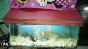 Large Fish Tank with 2 big shark fish, Gold fish