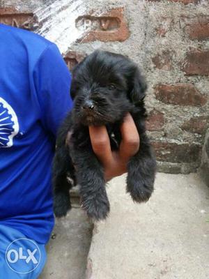 Lhasa apso Puppys for sale short tail nd all type off breeds