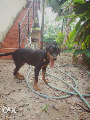Looking for a 7 month rottweiler certificate (Not for Sale)