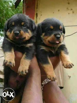 MUMBAI:-- Mus Colour Dog's" All Puppeis Pets Deal