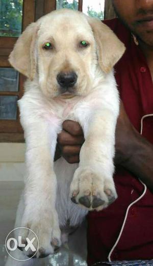 Male Labrador puppy 3 months old heavy breed only