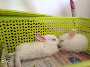 New Zealand Rabbit pair for sale.