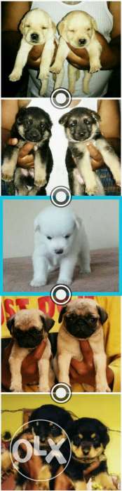 Original Labrador pug Lhasa shihtzu Rottweiler