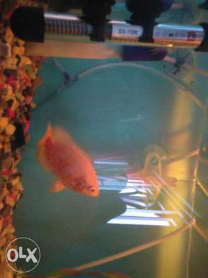 Oscar fish imported white and red in low price