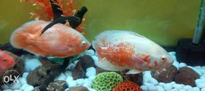 Oscar fish set pair.. 9 inches and 10 inches..