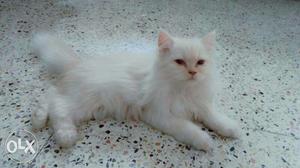 Persian Cat White colour (female) 3months old