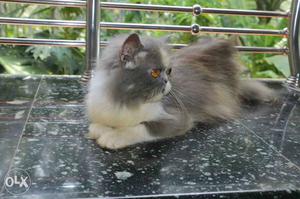 Persian cat. proven female. almost 1.5 year