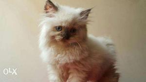 Persian cats kitten available