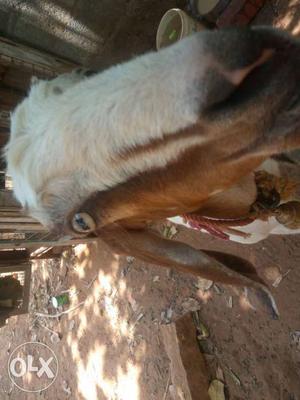 Pregnant Goat(70 days)